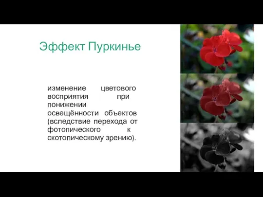 Эффект Пуркинье изменение цветового восприятия при понижении освещённости объектов (вследствие перехода от фотопического к скотопическому зрению).