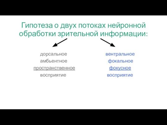 Гипотеза о двух потоках нейронной обработки зрительной информации: дорсальное вентральное амбьентное фокальное пространственное фокусное восприятие восприятие