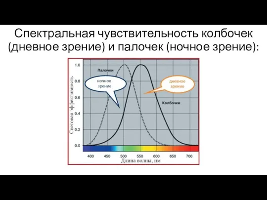 Спектральная чувствительность колбочек (дневное зрение) и палочек (ночное зрение):