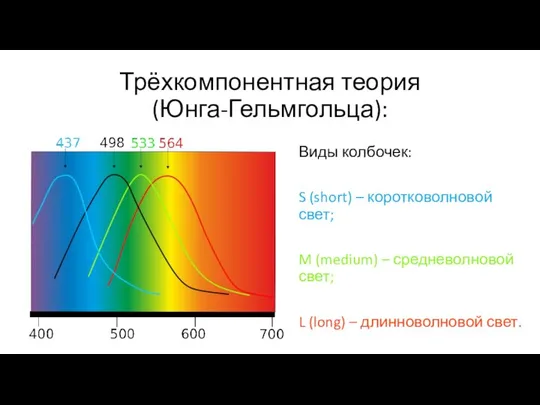 Трёхкомпонентная теория (Юнга-Гельмгольца): Виды колбочек: S (short) – коротковолновой свет; M