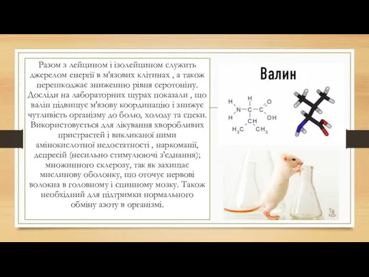 Разом з лейцином і ізолейцином служить джерелом енергії в м'язових клітинах