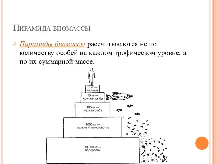 Пирамида биомассы Пирамиды биомассы рассчитываются не по количеству особей на каждом