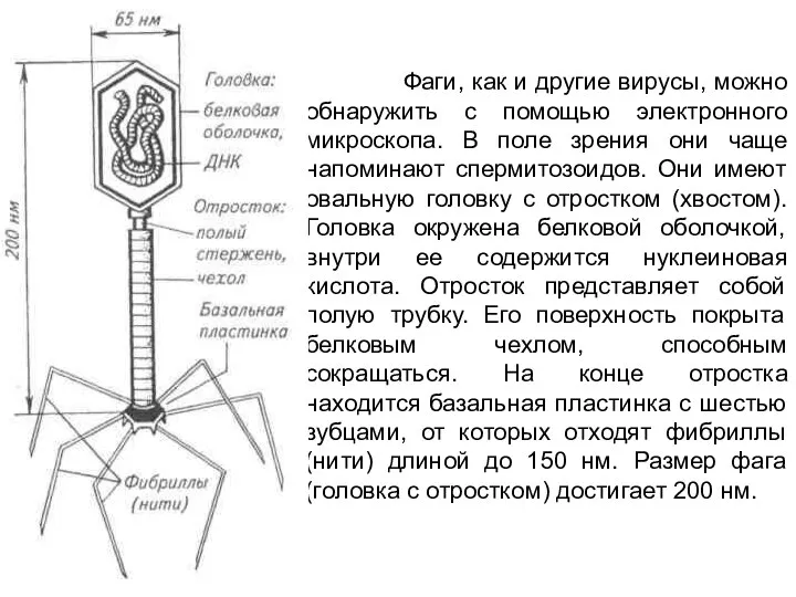 Фаги, как и другие вирусы, можно обнаружить с помощью электронного микроскопа.