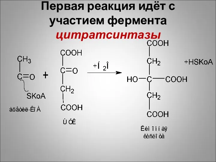 Первая реакция идёт с участием фермента цитратсинтазы