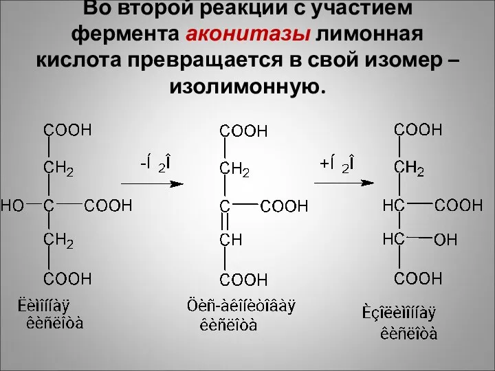 Во второй реакции с участием фермента аконитазы лимонная кислота превращается в свой изомер – изолимонную.