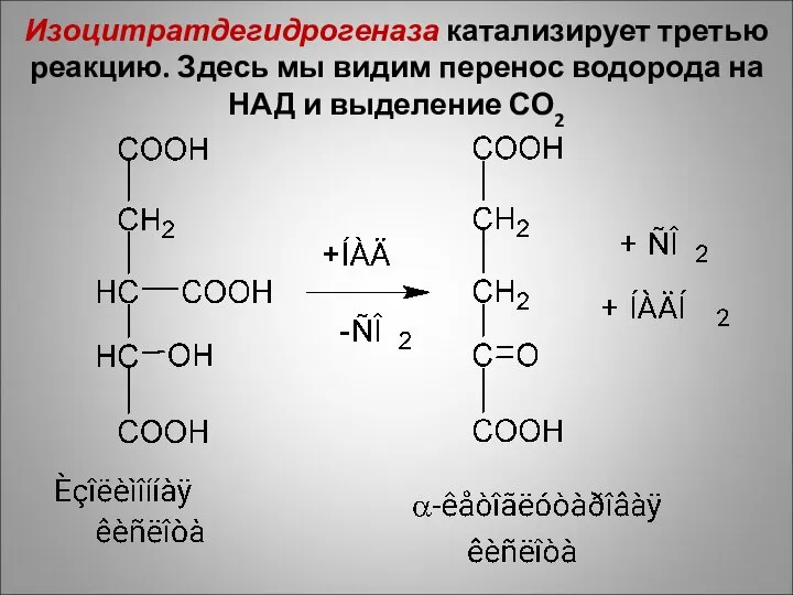 Изоцитратдегидрогеназа катализирует третью реакцию. Здесь мы видим перенос водорода на НАД и выделение СО2