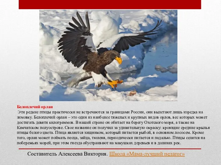 Белоплечий орлан Эти редкие птицы практически не встречаются за границами России,