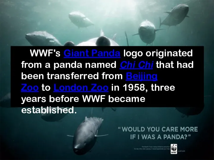 WWF's Giant Panda logo originated from a panda named Chi Chi