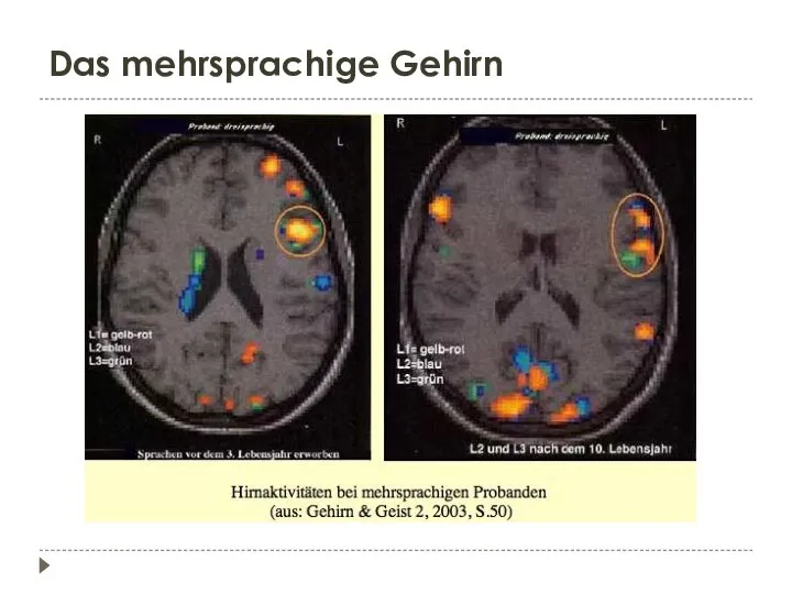 Das mehrsprachige Gehirn