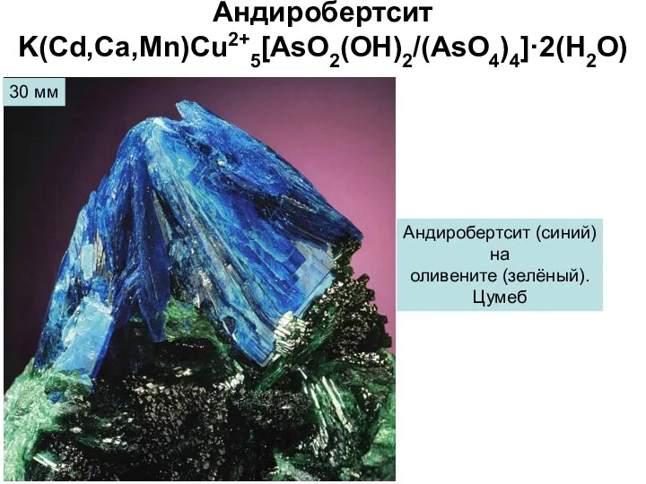 Андиробертсит K(Cd,Ca,Mn)Cu2+5[AsO2(OH)2/(AsO4)4]·2(H2O) 30 мм Андиробертсит (синий) на оливените (зелёный). Цумеб