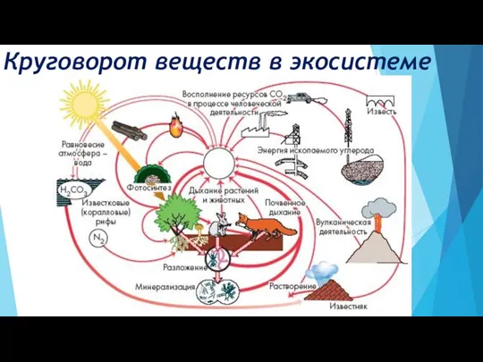 Круговорот веществ в экосистеме