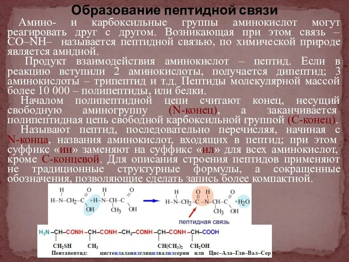 Образование пептидной связи Амино- и карбоксильные группы аминокислот могут реагировать друг