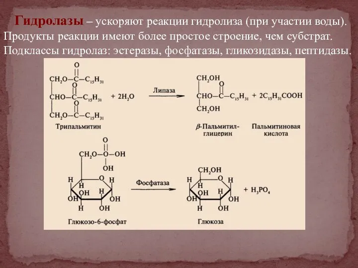 Гидролазы – ускоряют реакции гидролиза (при участии воды). Продукты реакции имеют