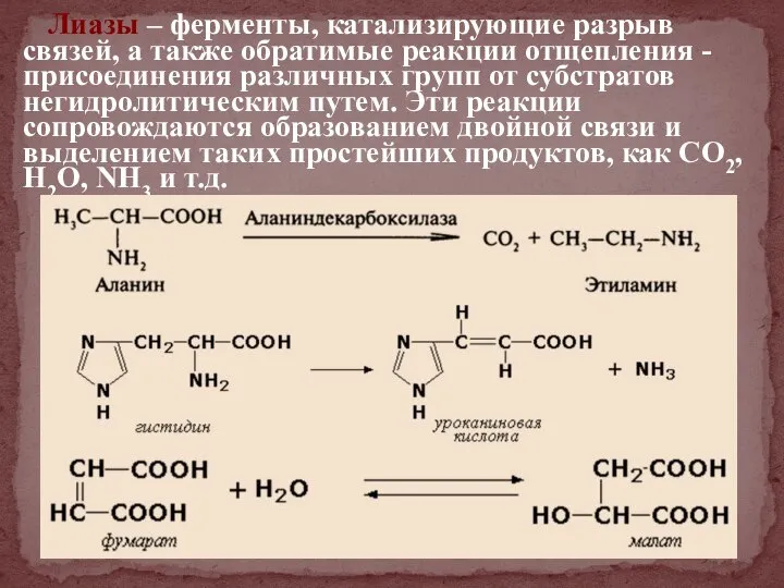 Лиазы – ферменты, катализирующие разрыв связей, а также обратимые реакции отщепления