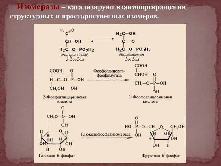 Изомеразы – катализируют взаимопревращения структурных и простарнственных изомеров.