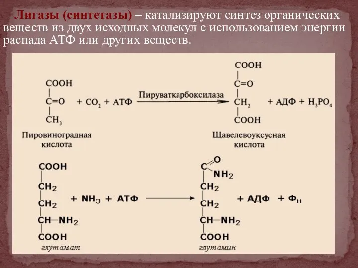 Лигазы (синтетазы) – катализируют синтез органических веществ из двух исходных молекул