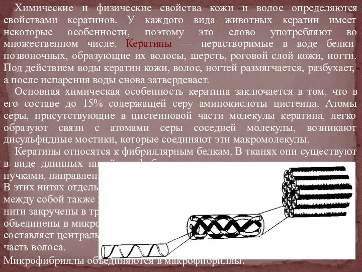 Химические и физические свойства кожи и волос определяются свойствами кератинов. У