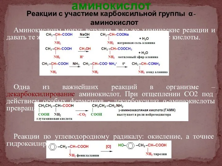 Реакции с участием карбоксильной группы α-аминокислот Аминокислоты могут вступать в те