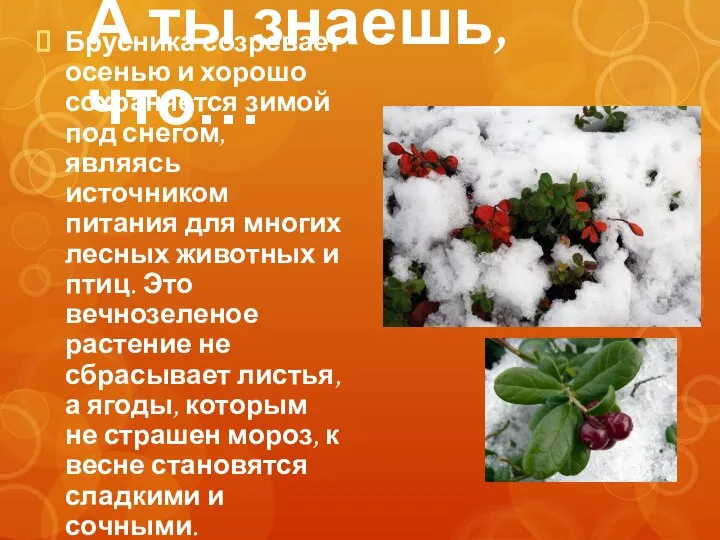 А ты знаешь, что… Брусника созревает осенью и хорошо сохраняется зимой