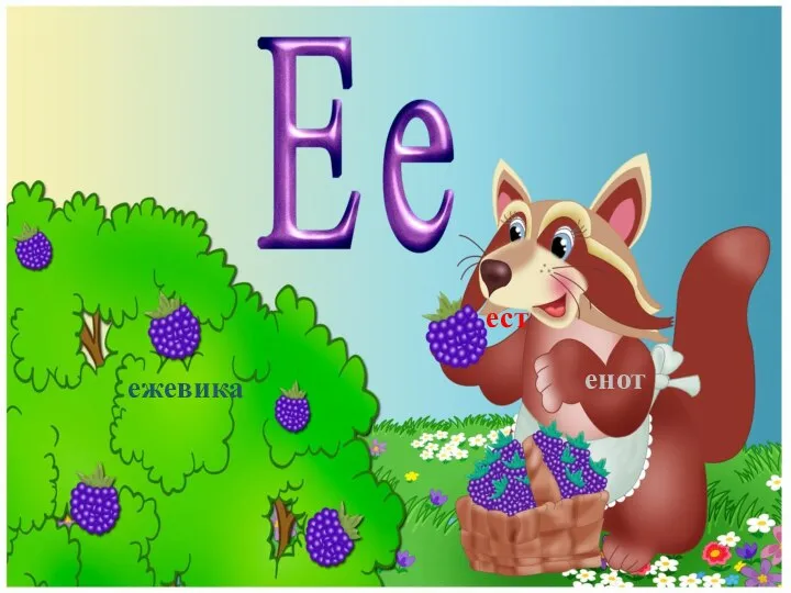 ежевика енот ест