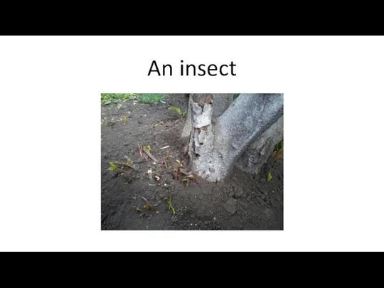 An insect