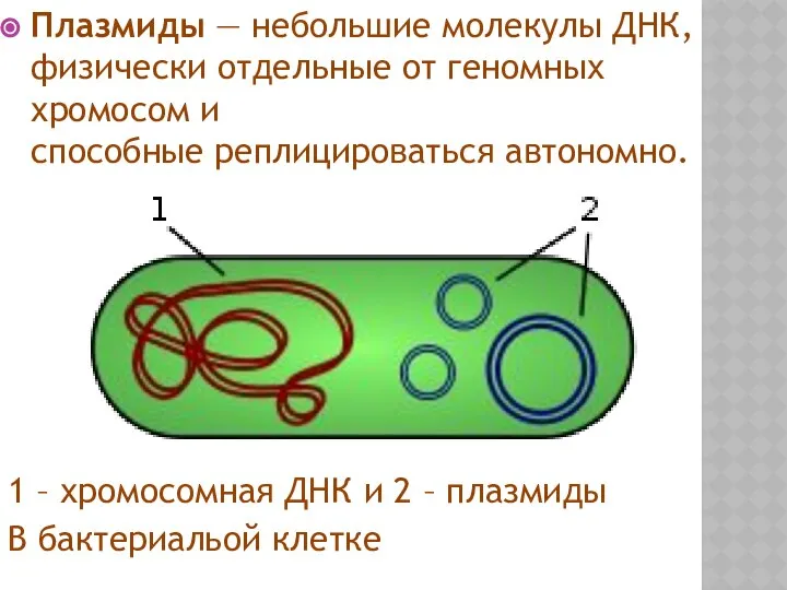 Плазмиды — небольшие молекулы ДНК, физически отдельные от геномных хромосом и