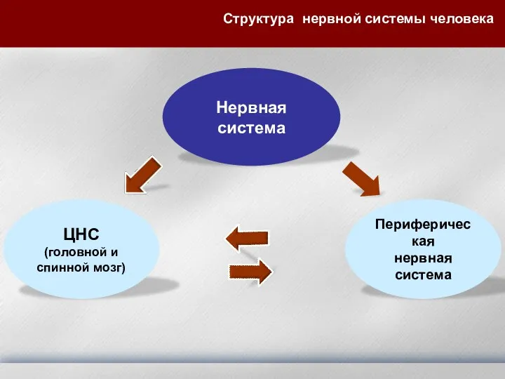 Структура нервной системы человека ЦНС (головной и спинной мозг) Периферическая нервная система Нервная система