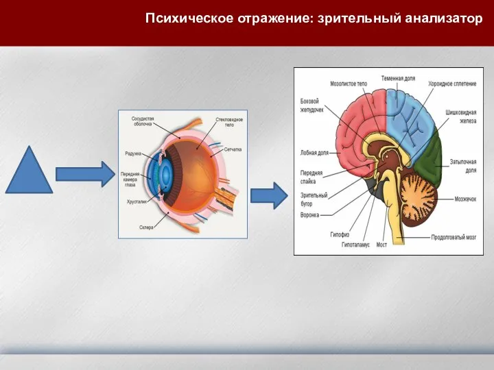 Психическое отражение: зрительный анализатор