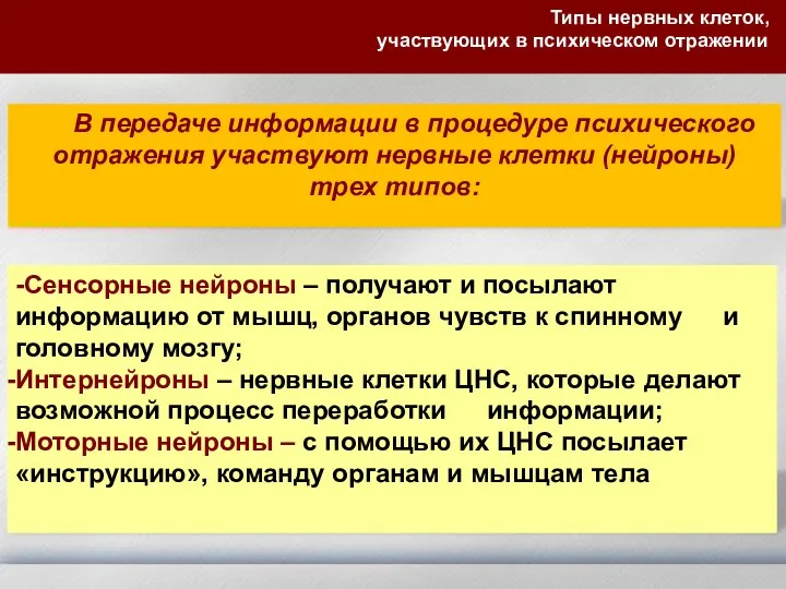 В передаче информации в процедуре психического отражения участвуют нервные клетки (нейроны)