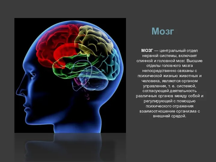 Мозг МОЗГ — центральный отдел нервной системы, включает спинной и головной