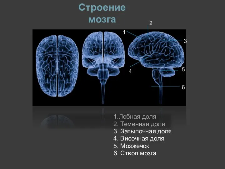 Строение мозга 1.Лобная доля 2. Теменная доля 3. Затылочная доля 4.