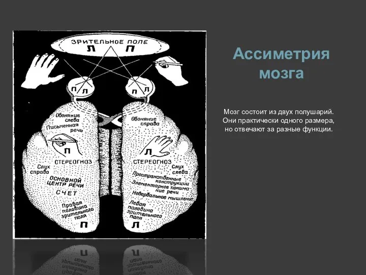 Ассиметрия мозга Мозг состоит из двух полушарий. Они практически одного размера, но отвечают за разные функции.