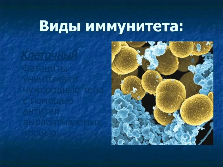 Виды иммунитета: Клеточный Фагоциты уничтожают чужеродные тела с помощью антител вырабатываемых кровью