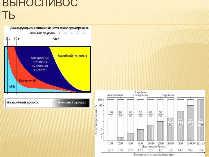 ВЫНОСЛИВОСТЬ