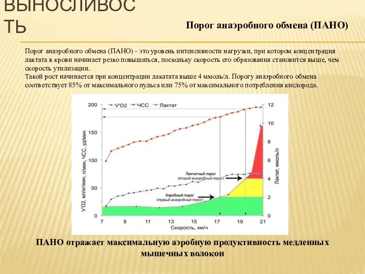 Порог анаэробного обмена (ПАНО) Порог анаэробного обмена (ПАНО) - это уровень