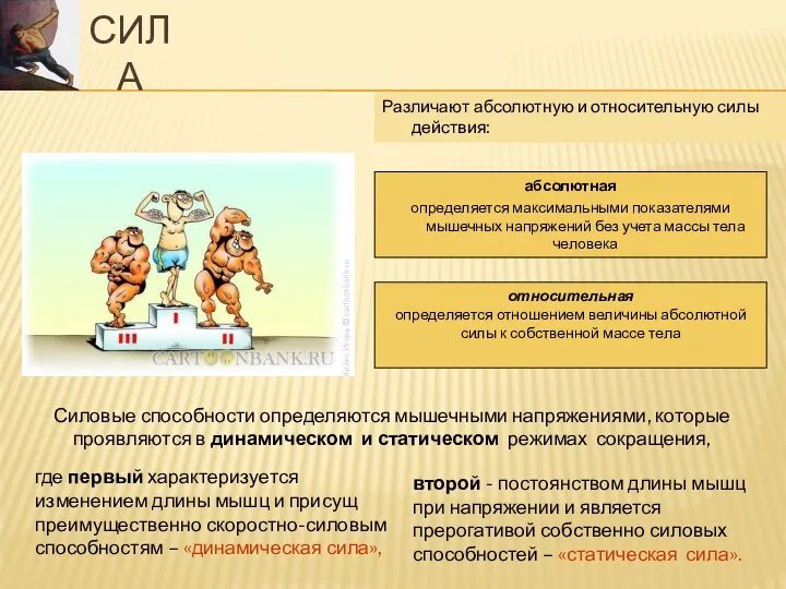 СИЛА Различают абсолютную и относительную силы действия: абсолютная определяется максимальными показателями