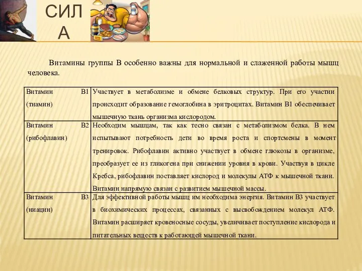 Витамины группы В особенно важны для нормальной и слаженной работы мышц человека. СИЛА