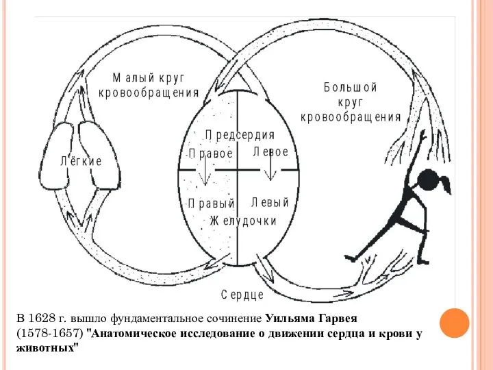 В 1628 г. вышло фундаментальное сочинение Уильяма Гарвея (1578-1657) "Анатомическое исследование