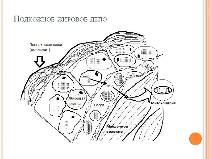 Подкожное жировое депо