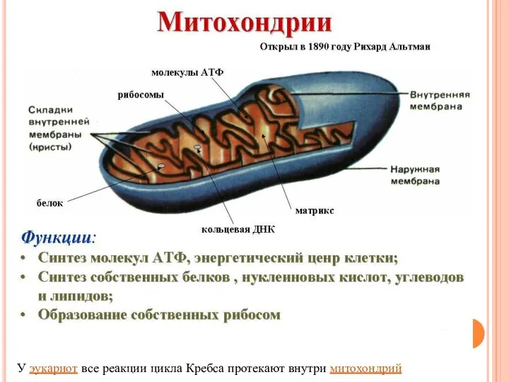 У эукариот все реакции цикла Кребса протекают внутри митохондрий