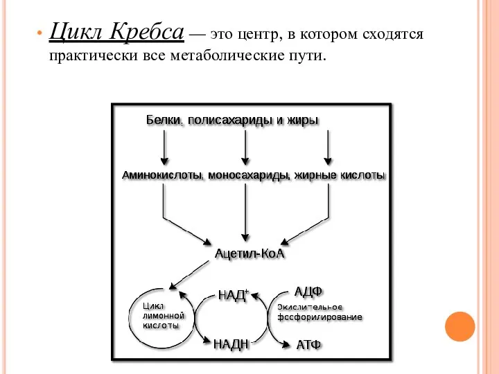 Цикл Кребса — это центр, в котором сходятся практически все метаболические пути.