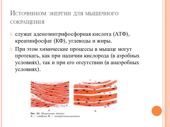 Источником энергии для мышечного сокращения служат аденозинтрифосфорная кислота (АТФ), креатинфосфат (КФ),