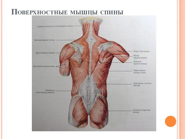 Поверхностные мышцы спины