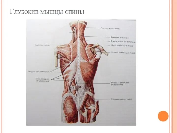 Глубокие мышцы спины