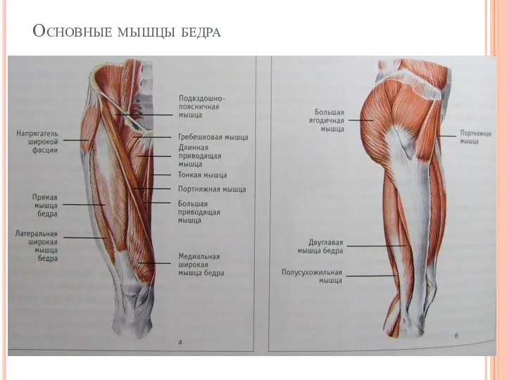Основные мышцы бедра