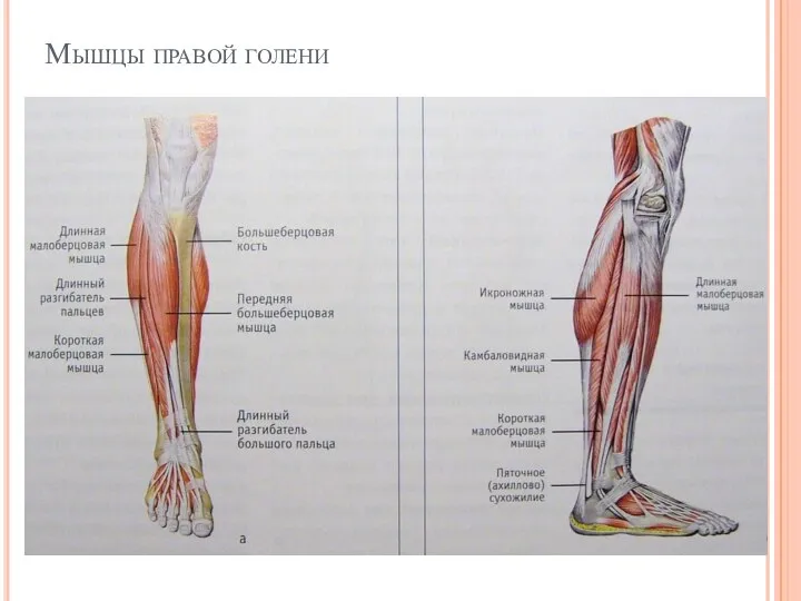 Мышцы правой голени