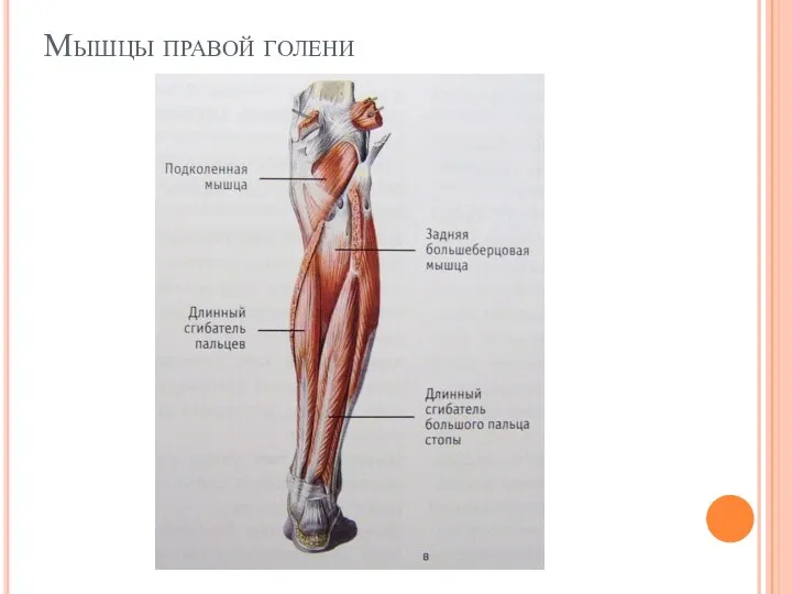 Мышцы правой голени