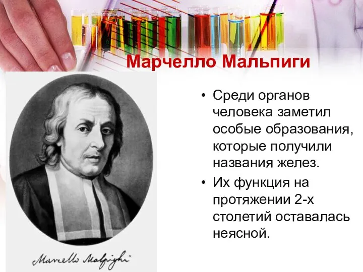 Марчелло Мальпиги Среди органов человека заметил особые образования, которые получили названия