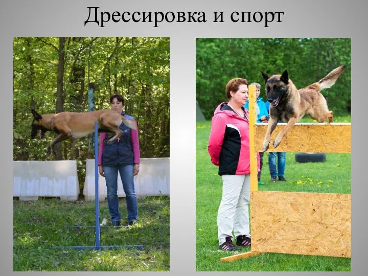 Дрессировка и спорт