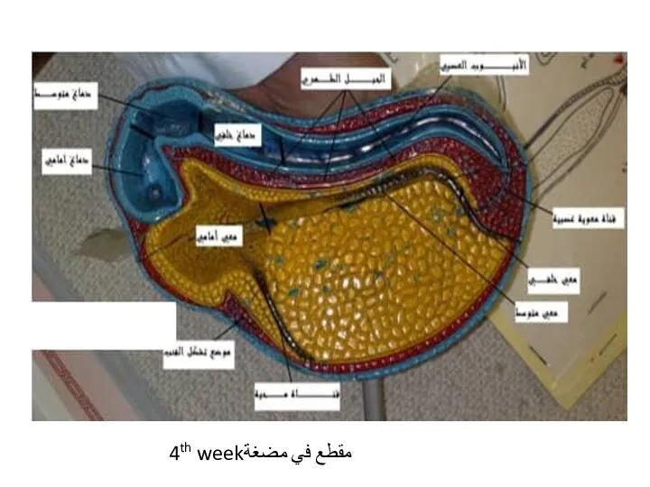 4th weekمقطع في مضغة